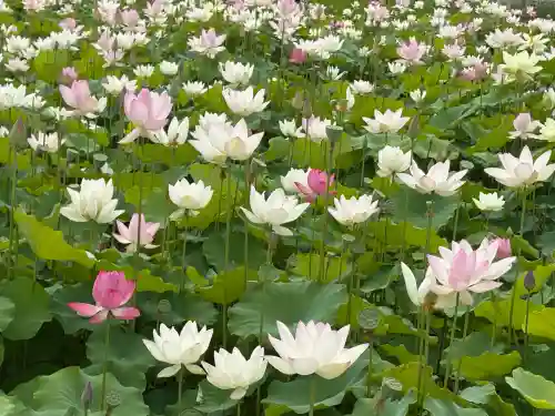篠田神社(愛知県)