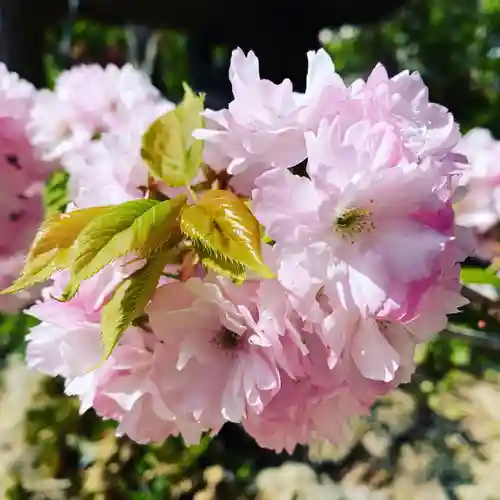 豊景神社の自然