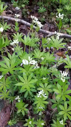 湯泉神社の自然