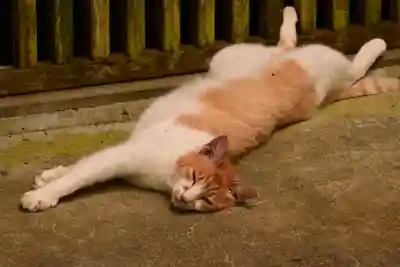 豊楽寺(高知県)