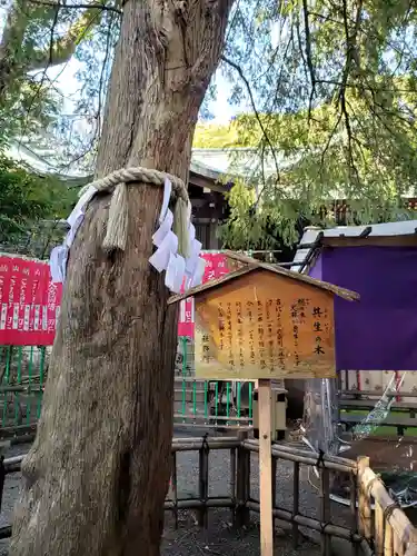 大宮八幡宮の自然