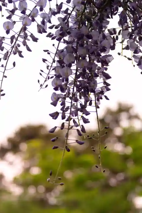 白山神社(新潟県)