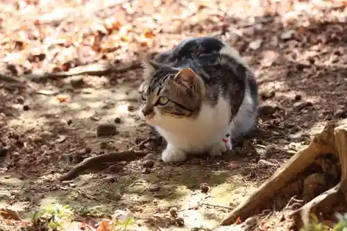玉野御嶽神社(愛知県)