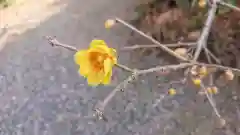 雷電神社の自然