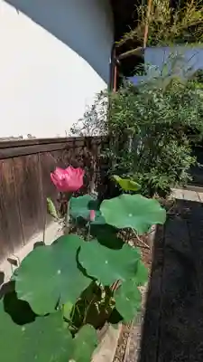 圓通寺(京都府)