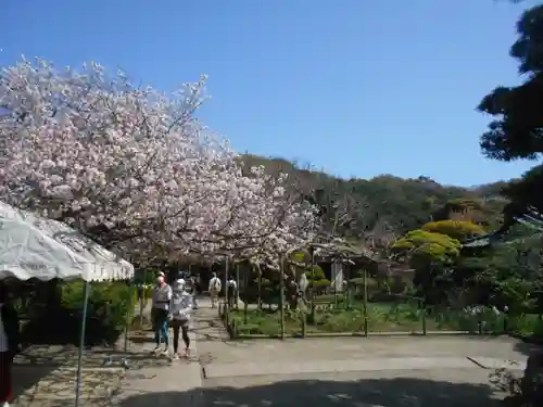 極楽寺（霊鷲山感應院極楽律寺）の景色