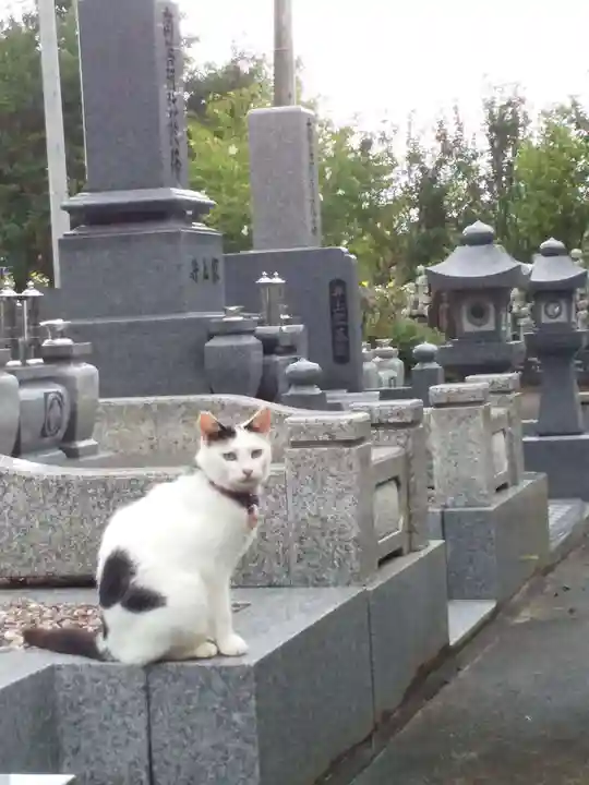 御誕生寺(猫寺)(福井県)