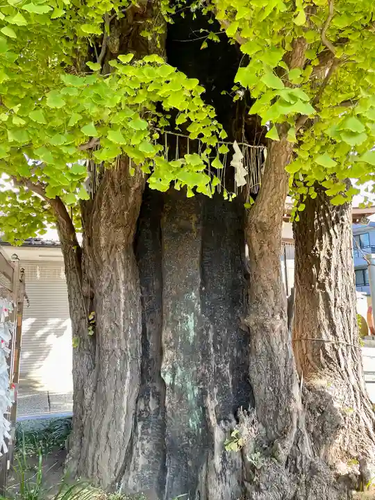 飛木稲荷神社の自然