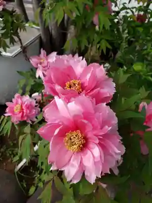 成願寺(東京都)