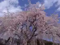 倶梨迦羅神社の自然