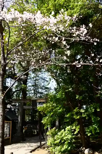 赤坂氷川神社の自然