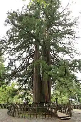 戸隠神社中社(長野県)