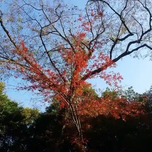 春日神社の自然