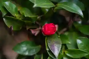 くろ谷 金戒光明寺の自然(2021年01月28日(木) 15時15分17秒投稿)