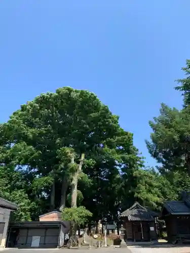 浅沼八幡宮の自然