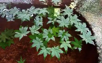 白山神社の手水舎