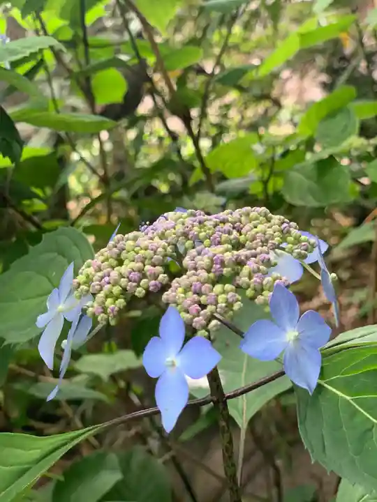 嶺御嶽神社の自然