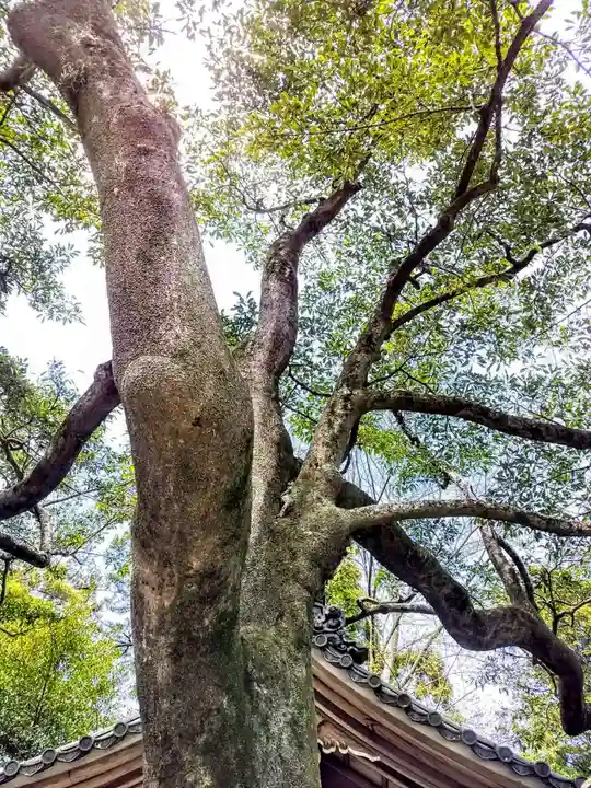 多賀神社(尾張多賀神社)の自然