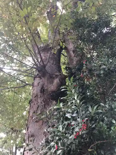 阿佐ヶ谷神明宮の自然