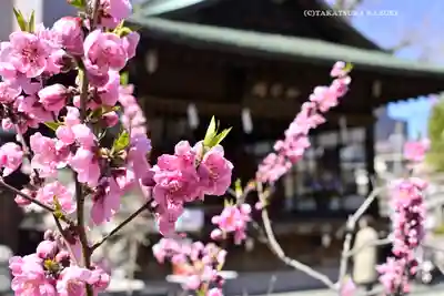 素盞雄神社(東京都)