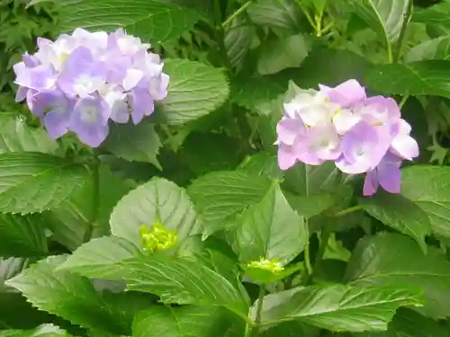 蛇苦止明神（蛇苦止堂）の自然