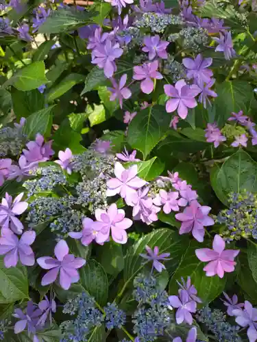 白山神社(東京都)