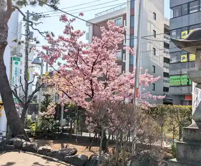 桜神宮(東京都)