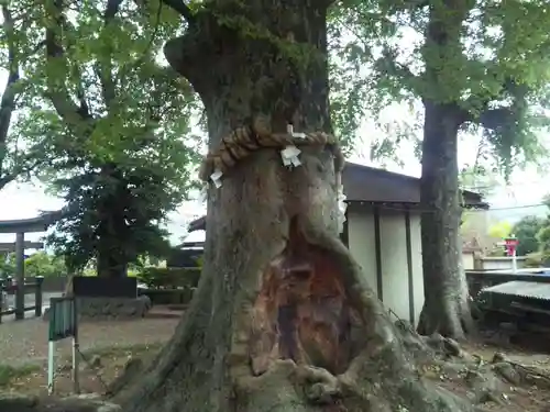 出雲大社相模分祠の自然