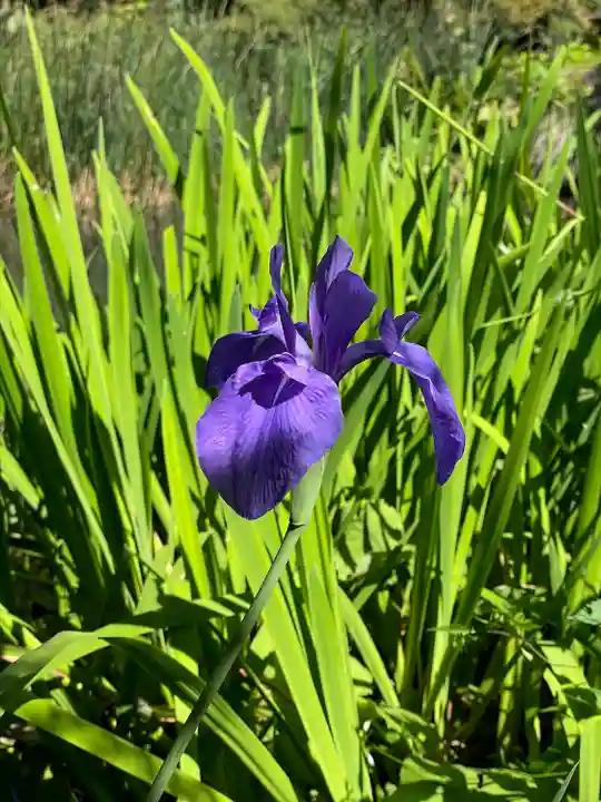 青龍山 吉祥寺の自然