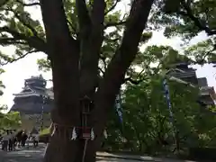 加藤神社の自然