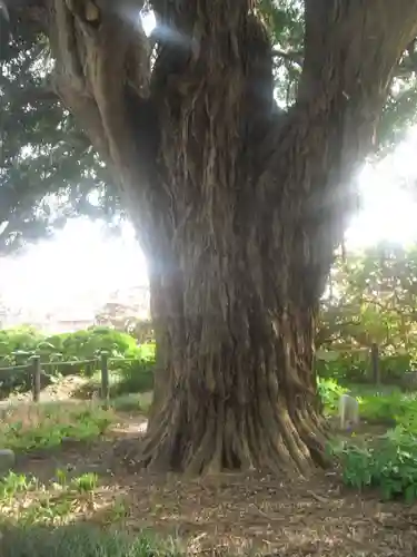 安養院　(田代寺）の自然