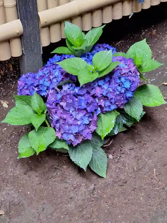 高円寺氷川神社(東京都)