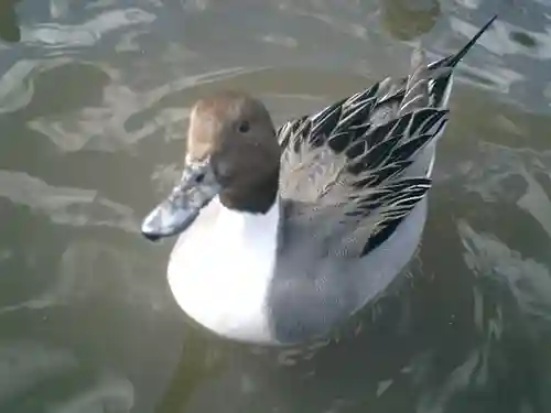 鶴岡八幡宮の動物