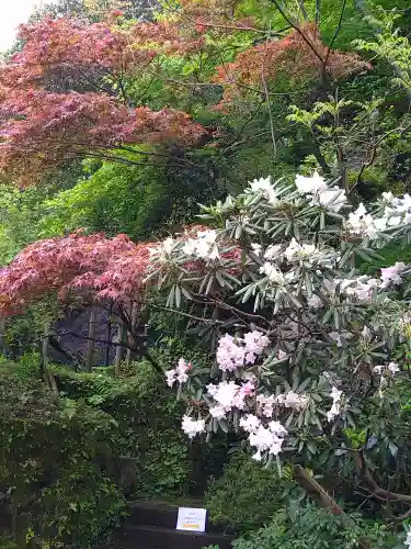 明月院の庭園