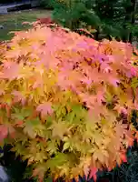 多賀神社の自然