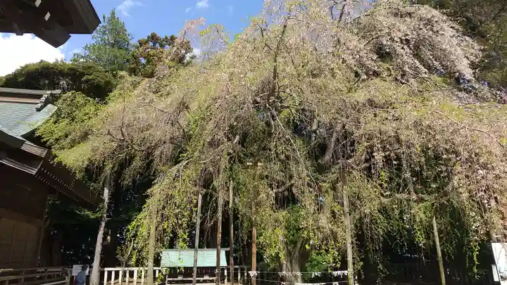常陸第三宮 吉田神社(茨城県)