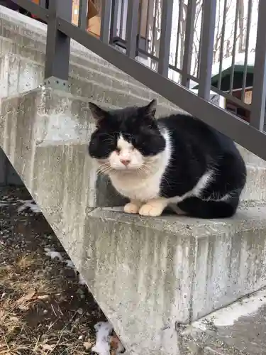 清田稲荷神社の動物