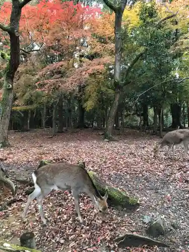 春日大社の動物