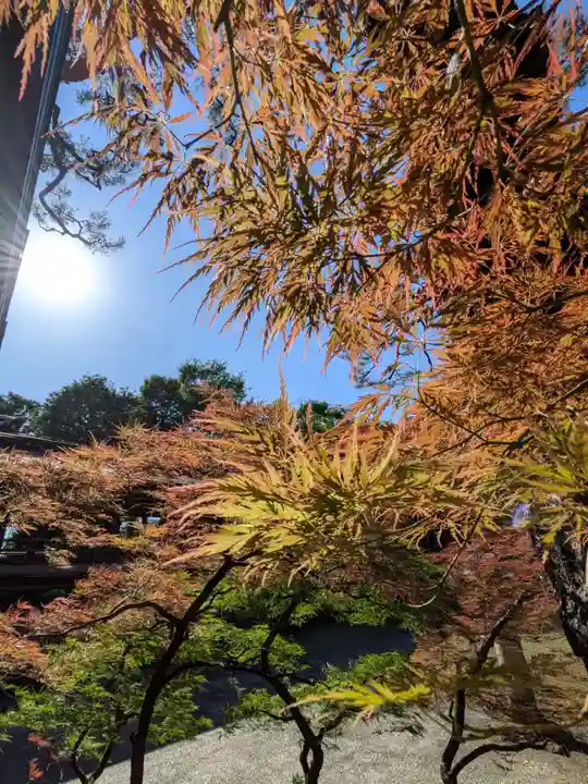 妙法寺(東京都)