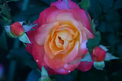 宝光寺(北海道)