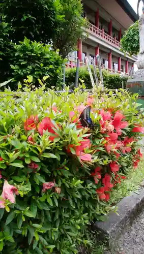 白狐山光星寺の動物