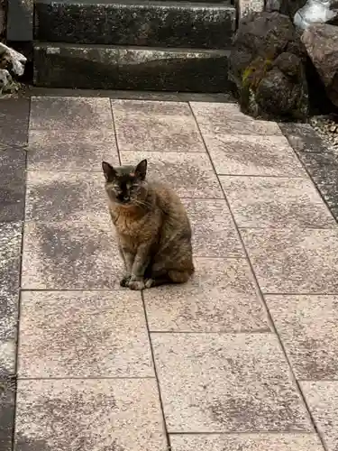 富士浅間神社の動物