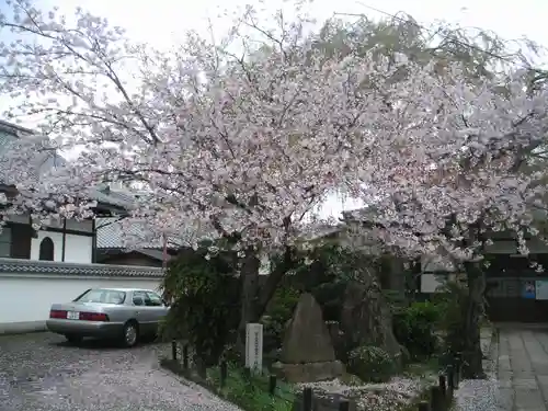 本満寺（本願満足寺）の自然