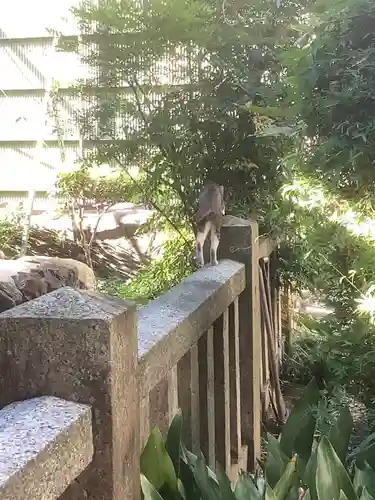 三輪神社の動物