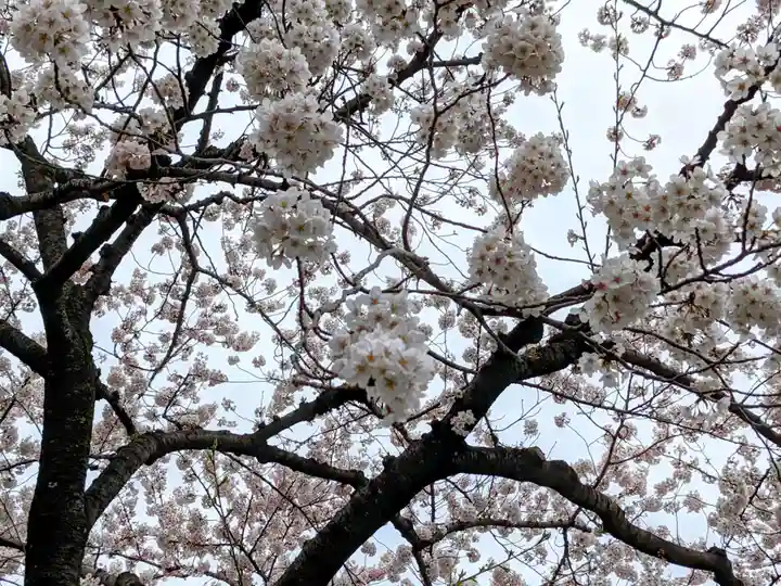 浅草神社の自然