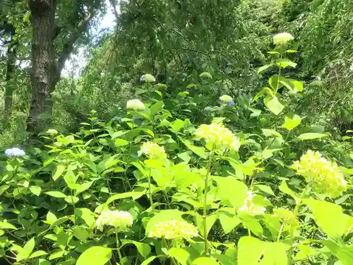 明月院(神奈川県)