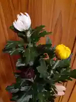 伏木香取神社(茨城県)