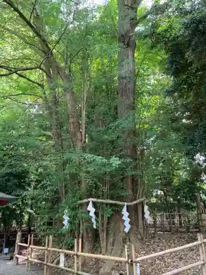 大國魂神社の自然