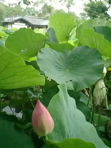 旗上弁財天社の自然