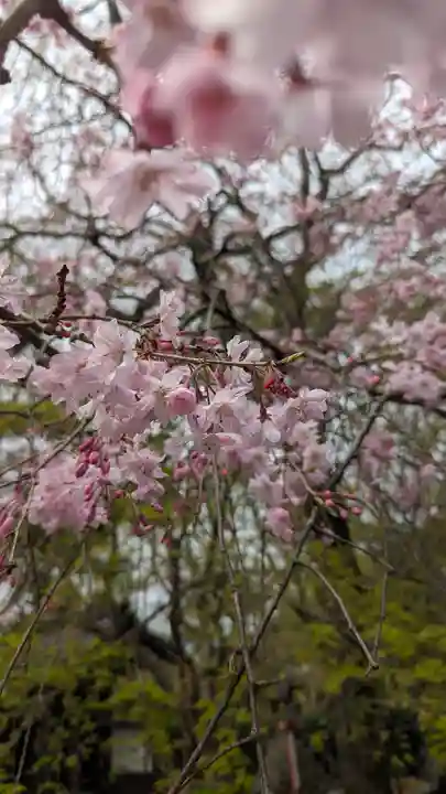 松ヶ崎大黒天 妙圓寺(妙円寺)(京都府)